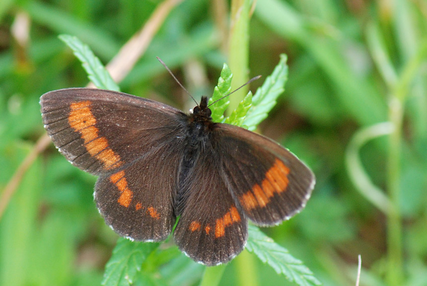 Erebia 